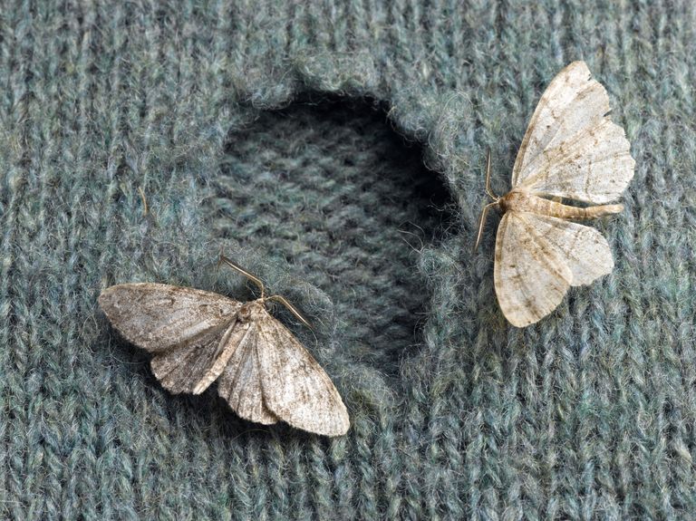 How To Get Rid Of Clothes Moths - Clothes Doctor