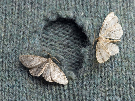 How To Get Rid Of Clothes Moths - Clothes Doctor