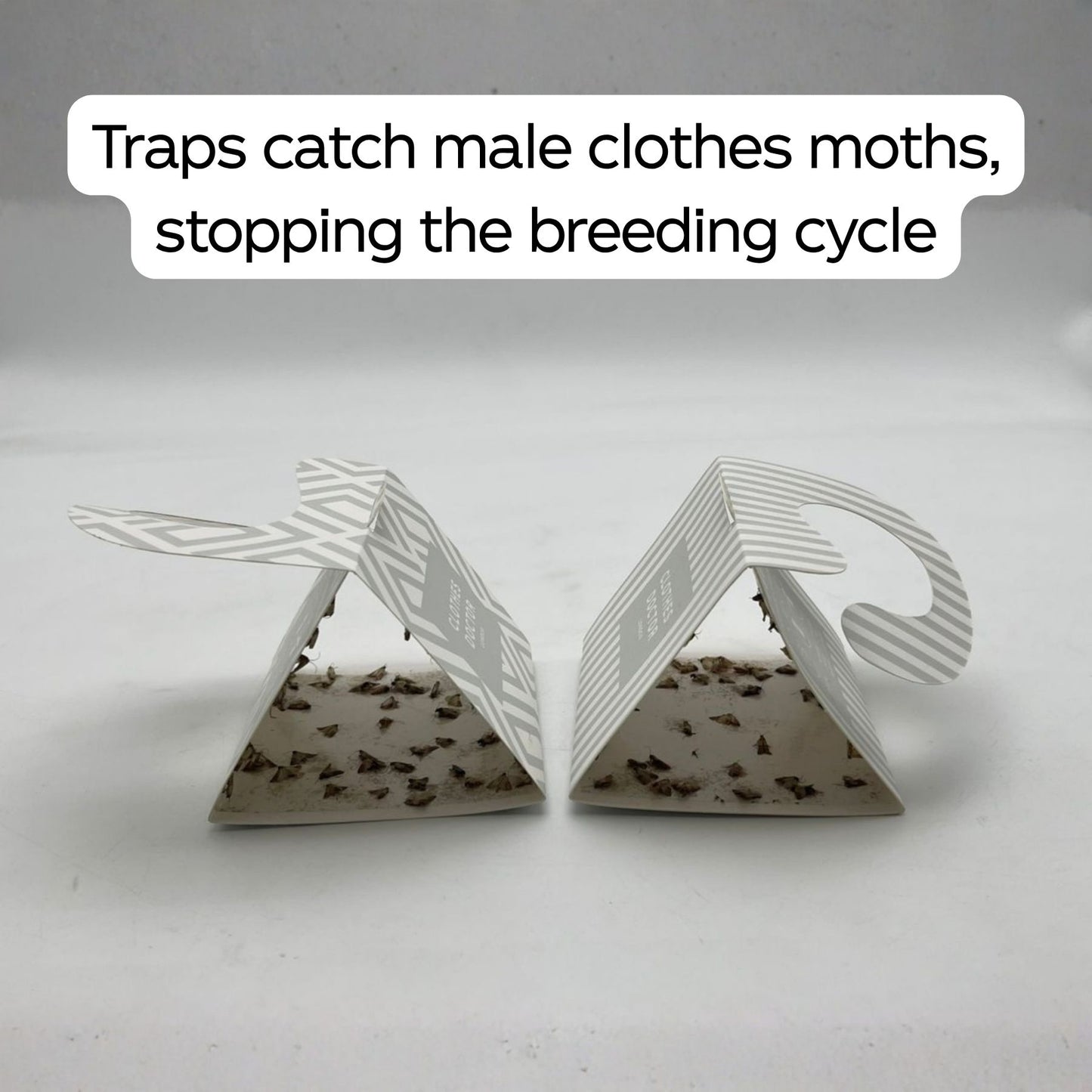 Pheromone Moth Traps