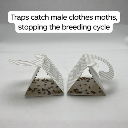 Pheromone Moth Traps